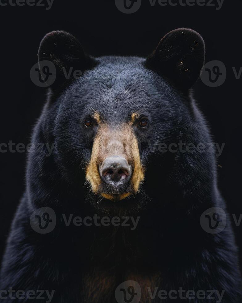 A black bear is looking into the camera photo
