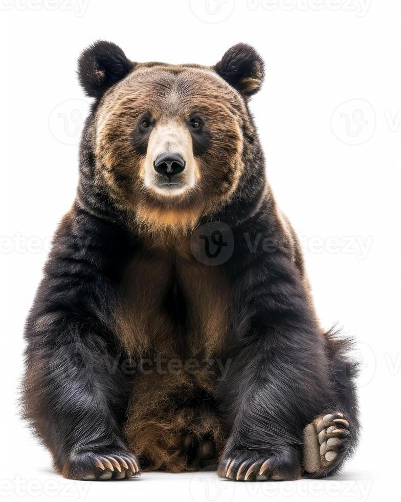 A large brown bear sitting down on a white background photo