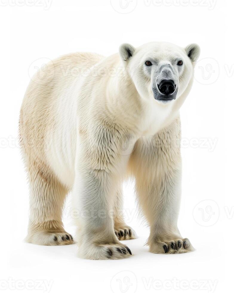 A polar bear standing in front of a white background photo