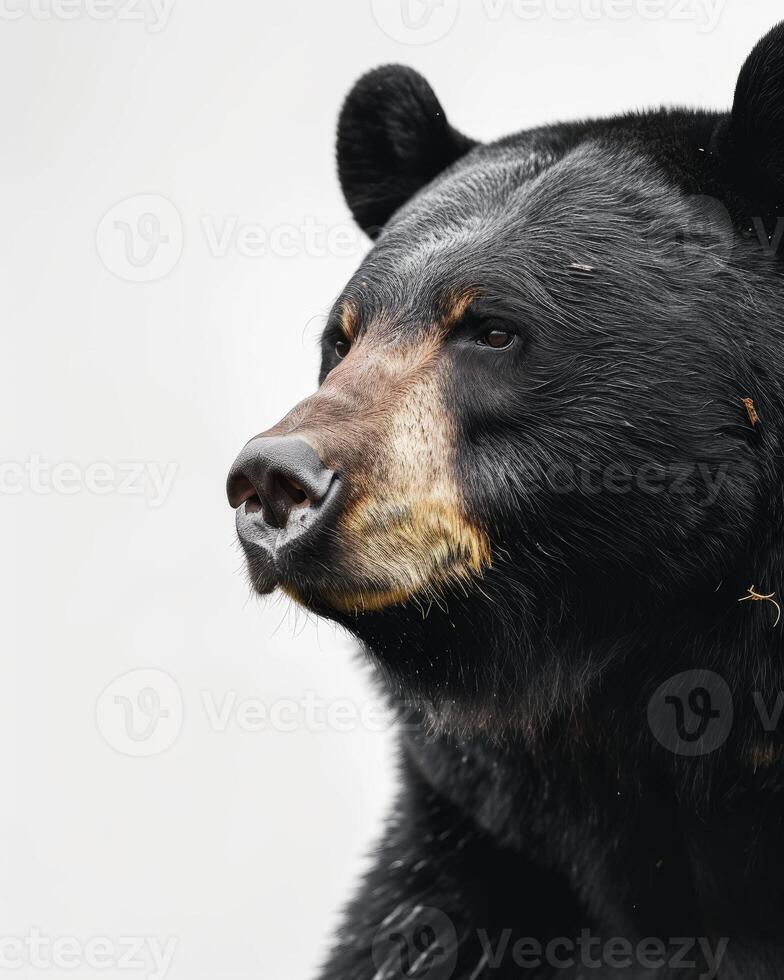 A black bear with a white background photo