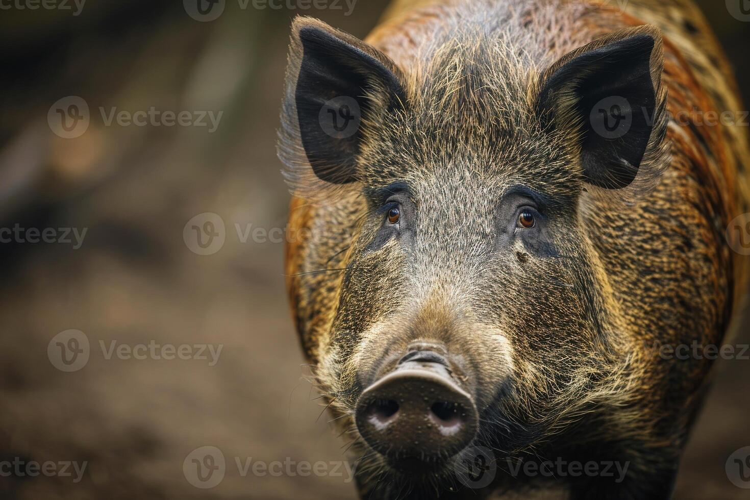 Wild boar, wild boar, wild boar, wild boar, wild boar photo
