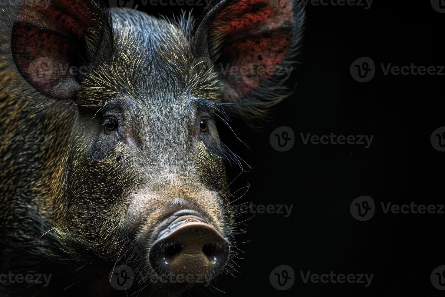 Wild boar, wild boar, wild boar, wild boar, wild boar photo