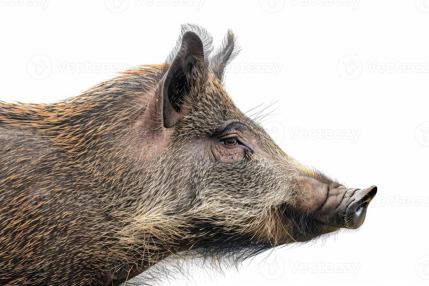 Wild boar, wild boar, wild boar, wild boar, wild boar photo