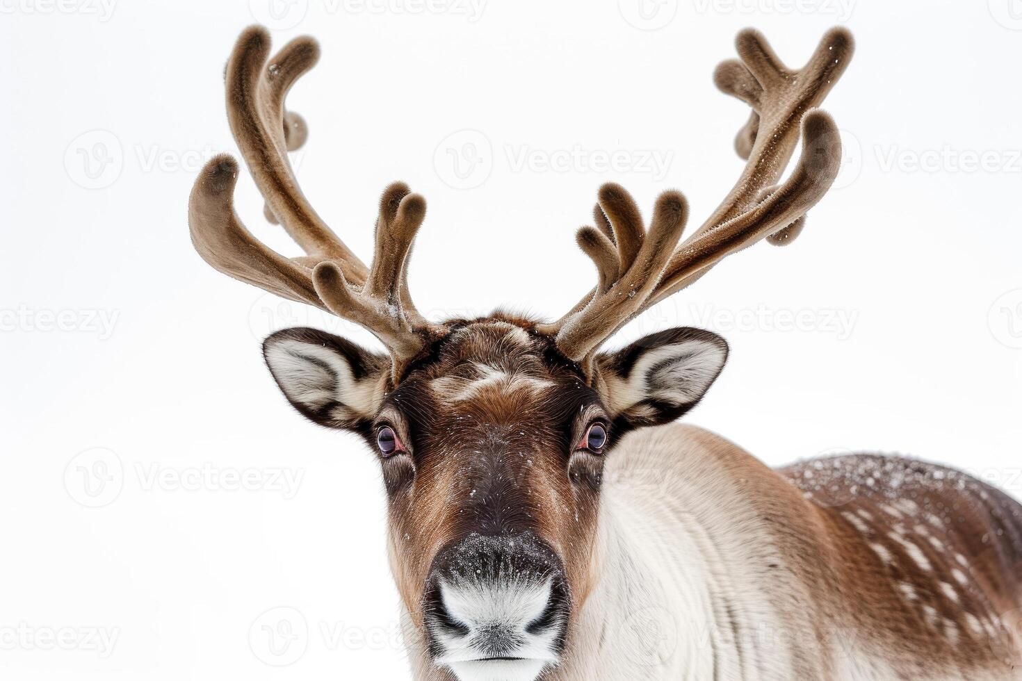 A reindeer with large horns on its head photo