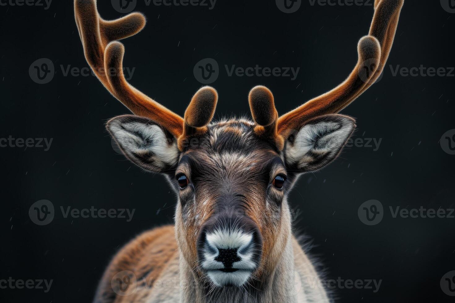 A close up of a reindeer with big horns photo