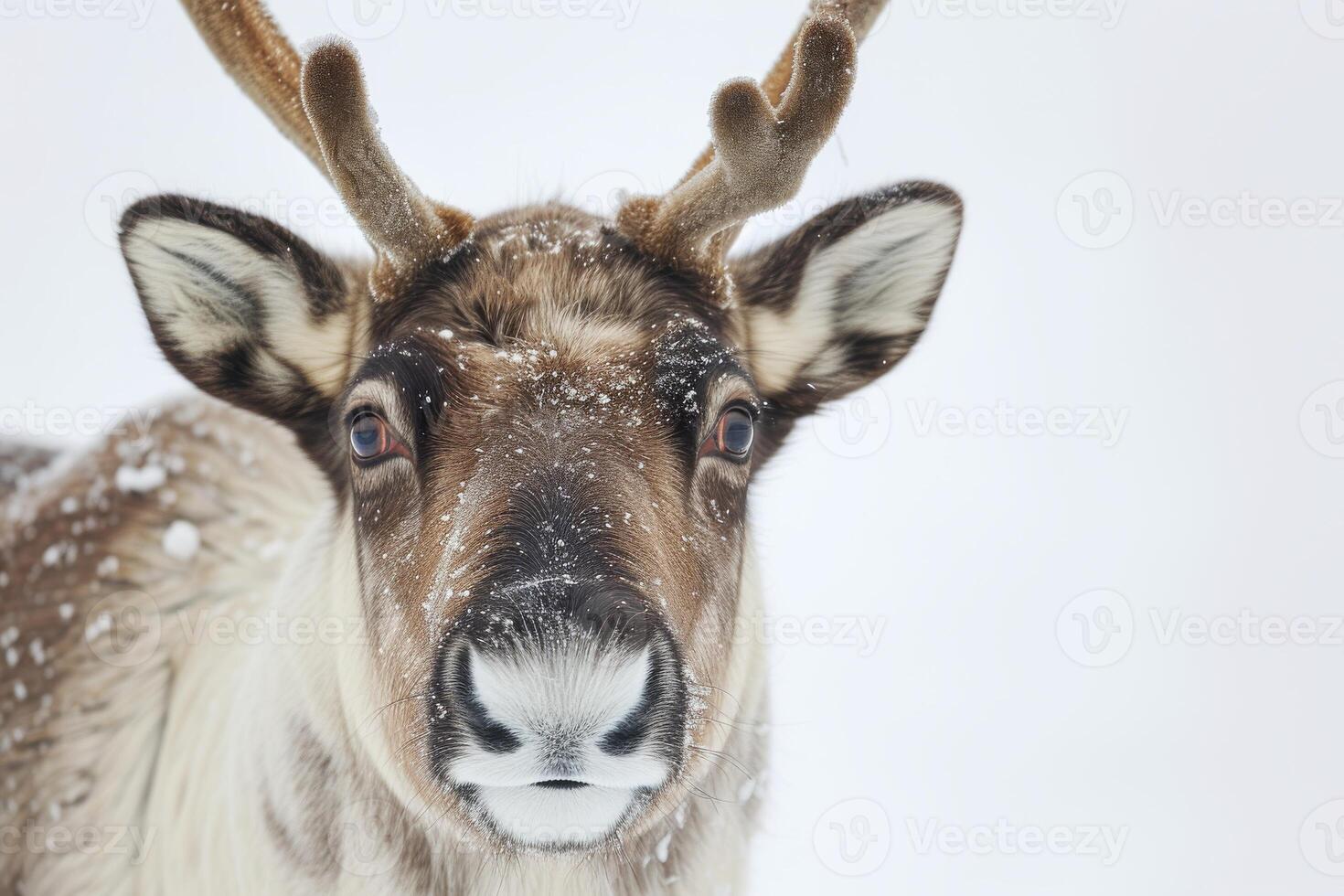 A close up of a reindeer with big horns photo