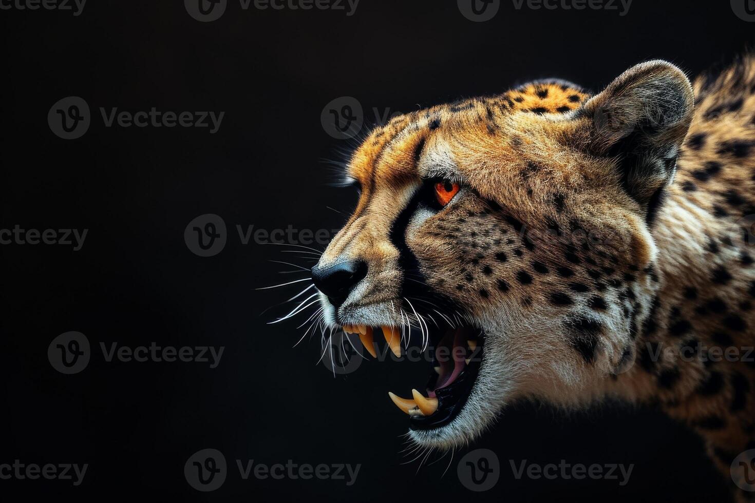 Cheetah, a wild cat, with its mouth open photo