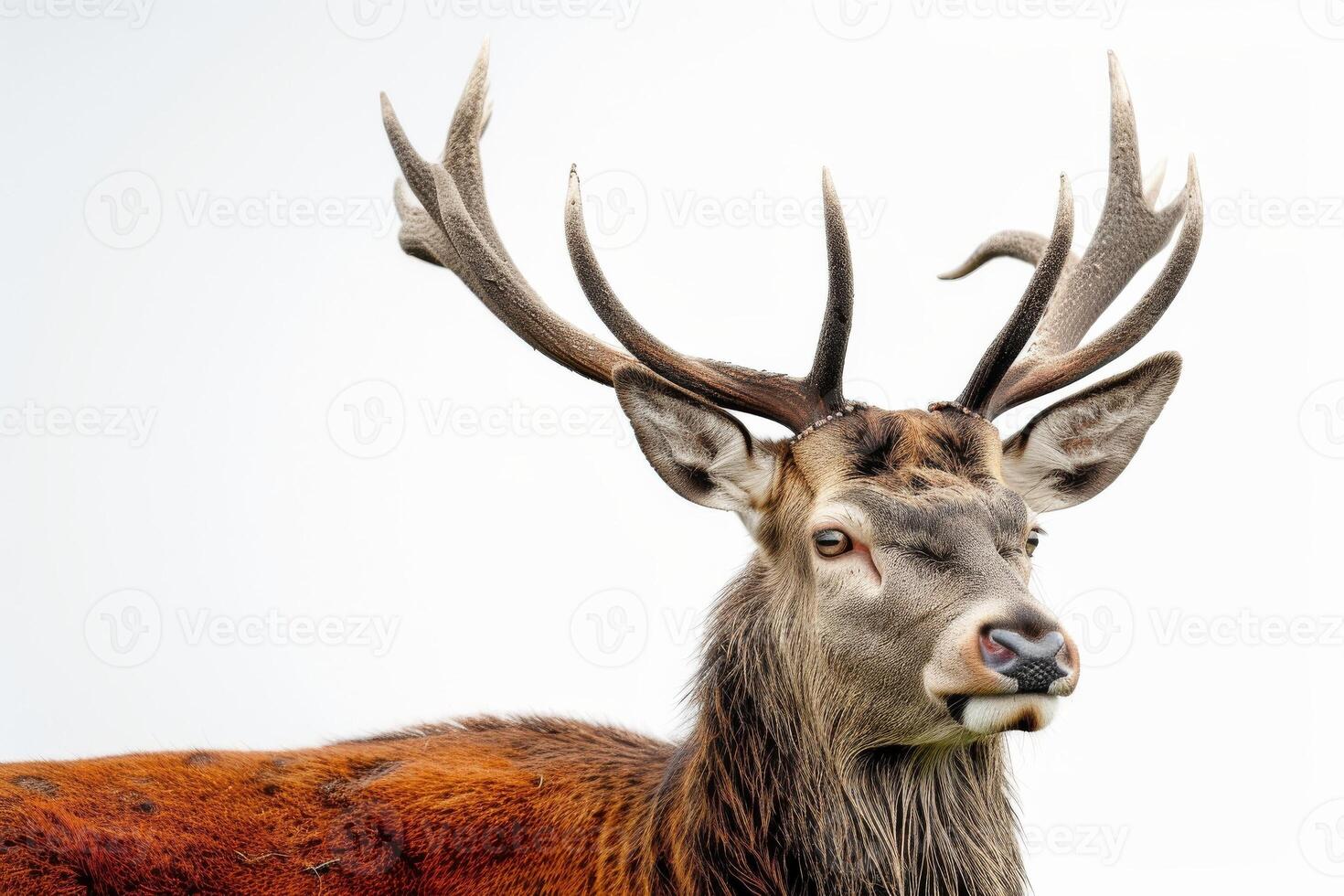 A close up of a deer with large antlers photo