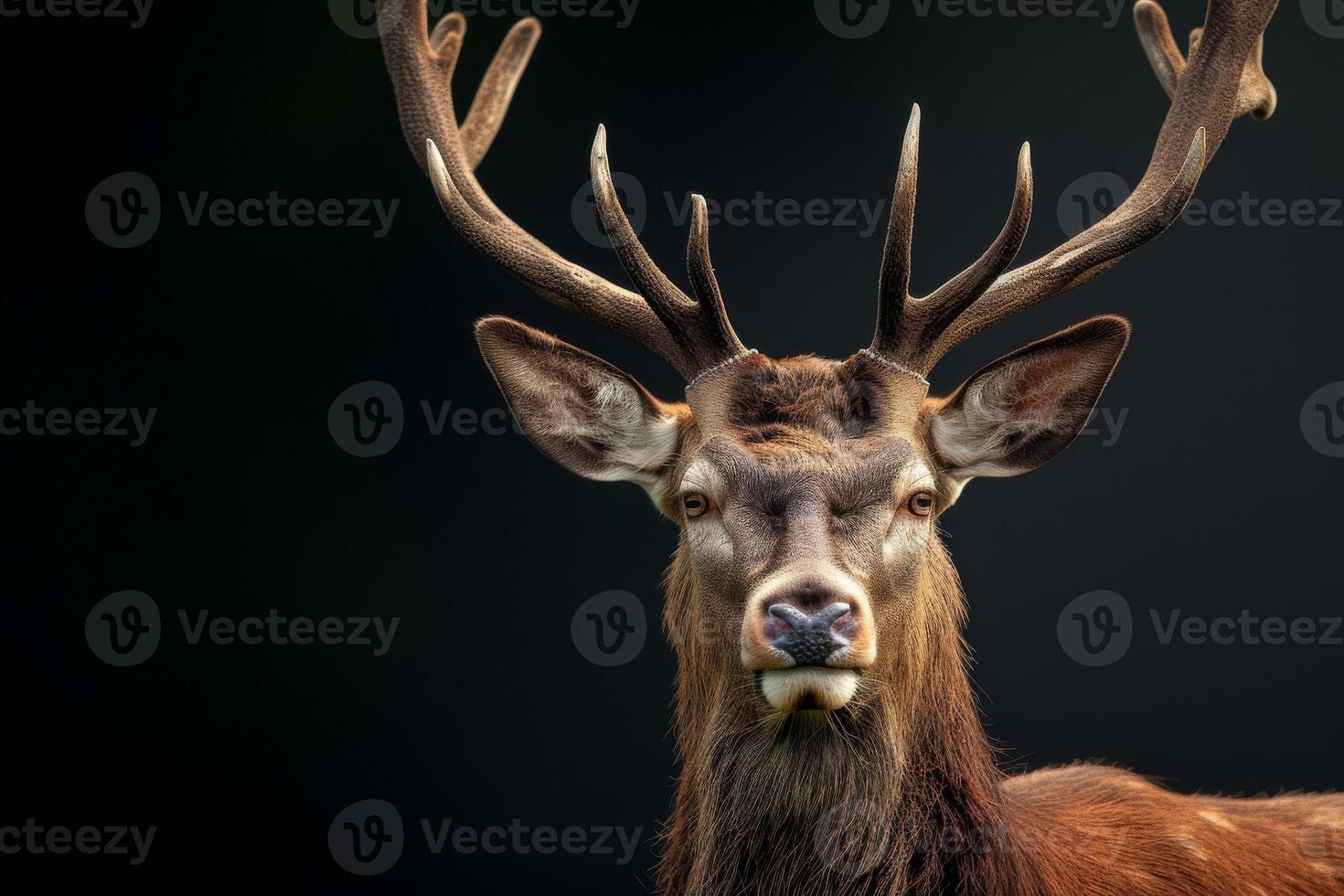 A close up of a deer with big antlers photo