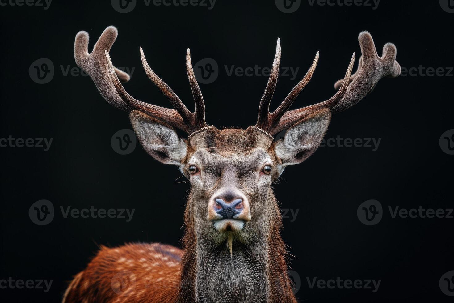 A close up of a deer with big antlers photo
