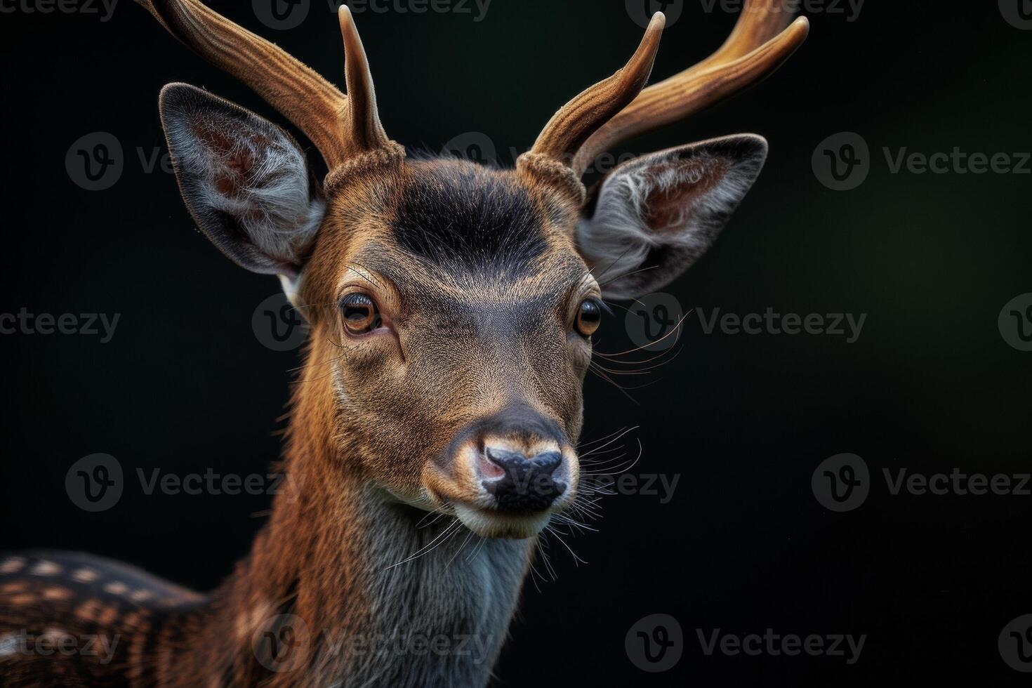 A close up of a deer with big horns photo