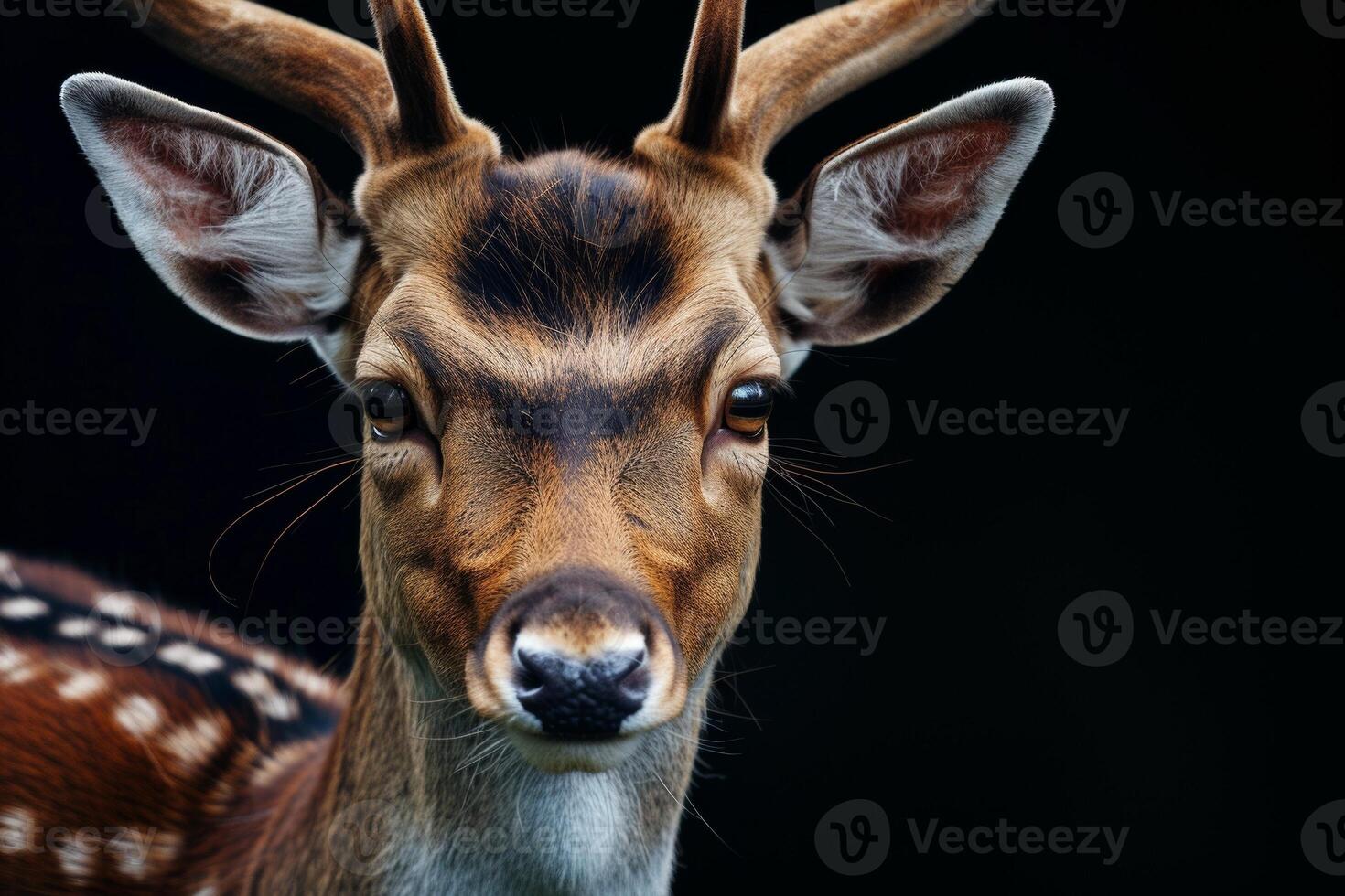 Close up of deer with big horns on black background photo