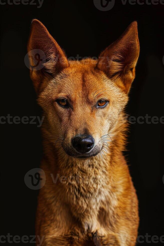 A close up of a dog with big eyes photo
