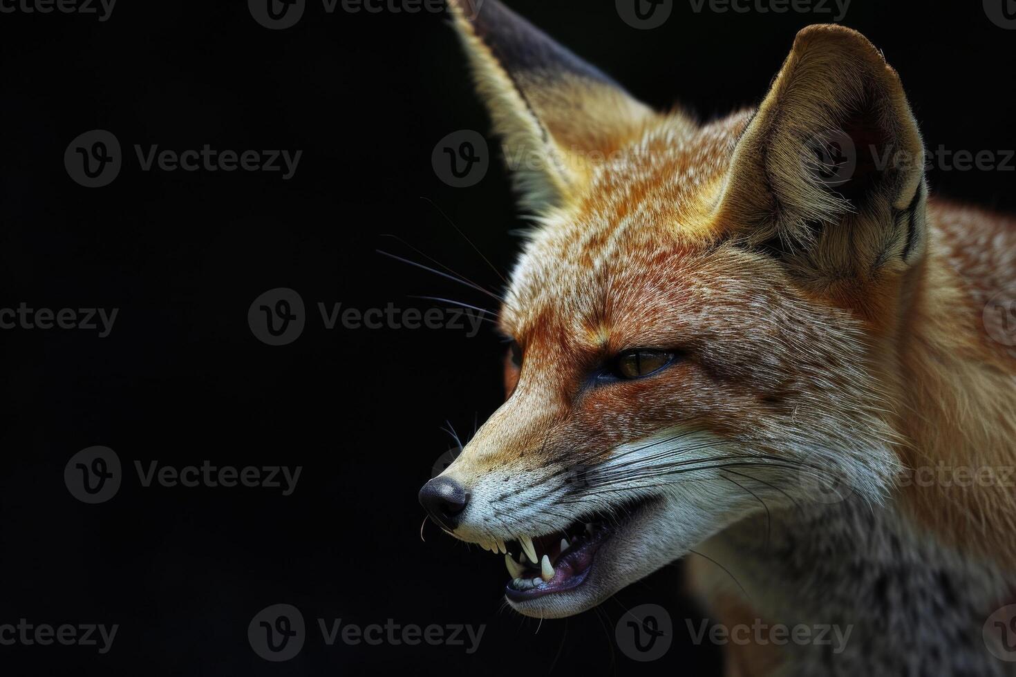 A close up of a fox with its mouth open photo