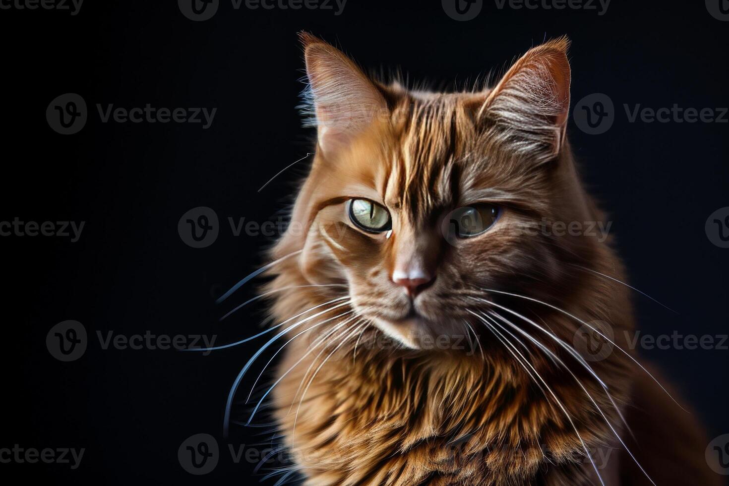 A close up of a cat with green eyes photo
