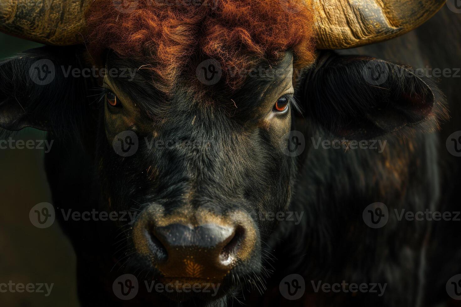 A close up of a bull with a large horn photo