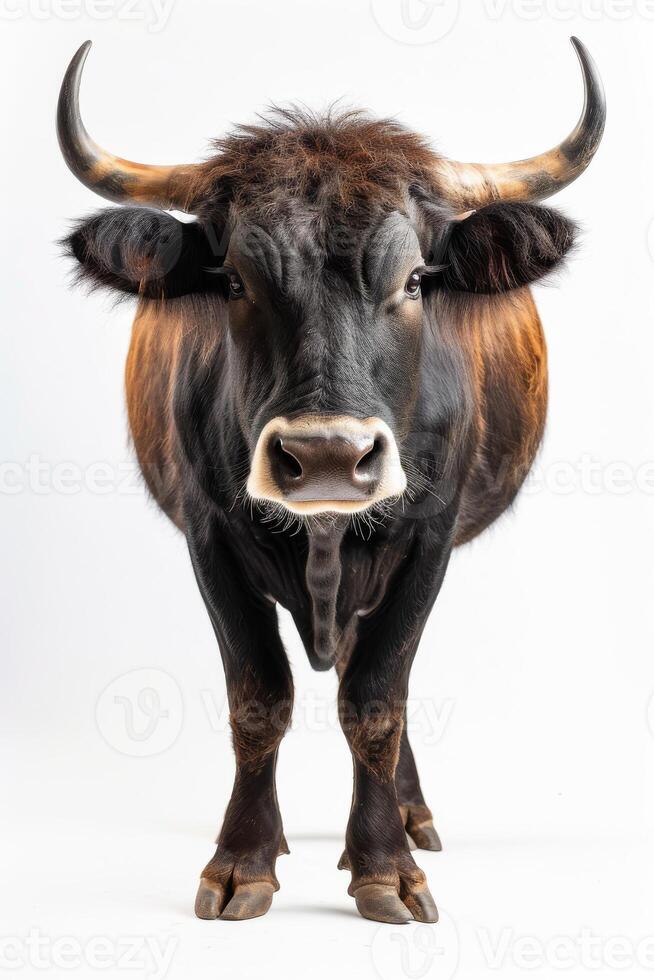 A bull with long horns standing in front of a white background photo