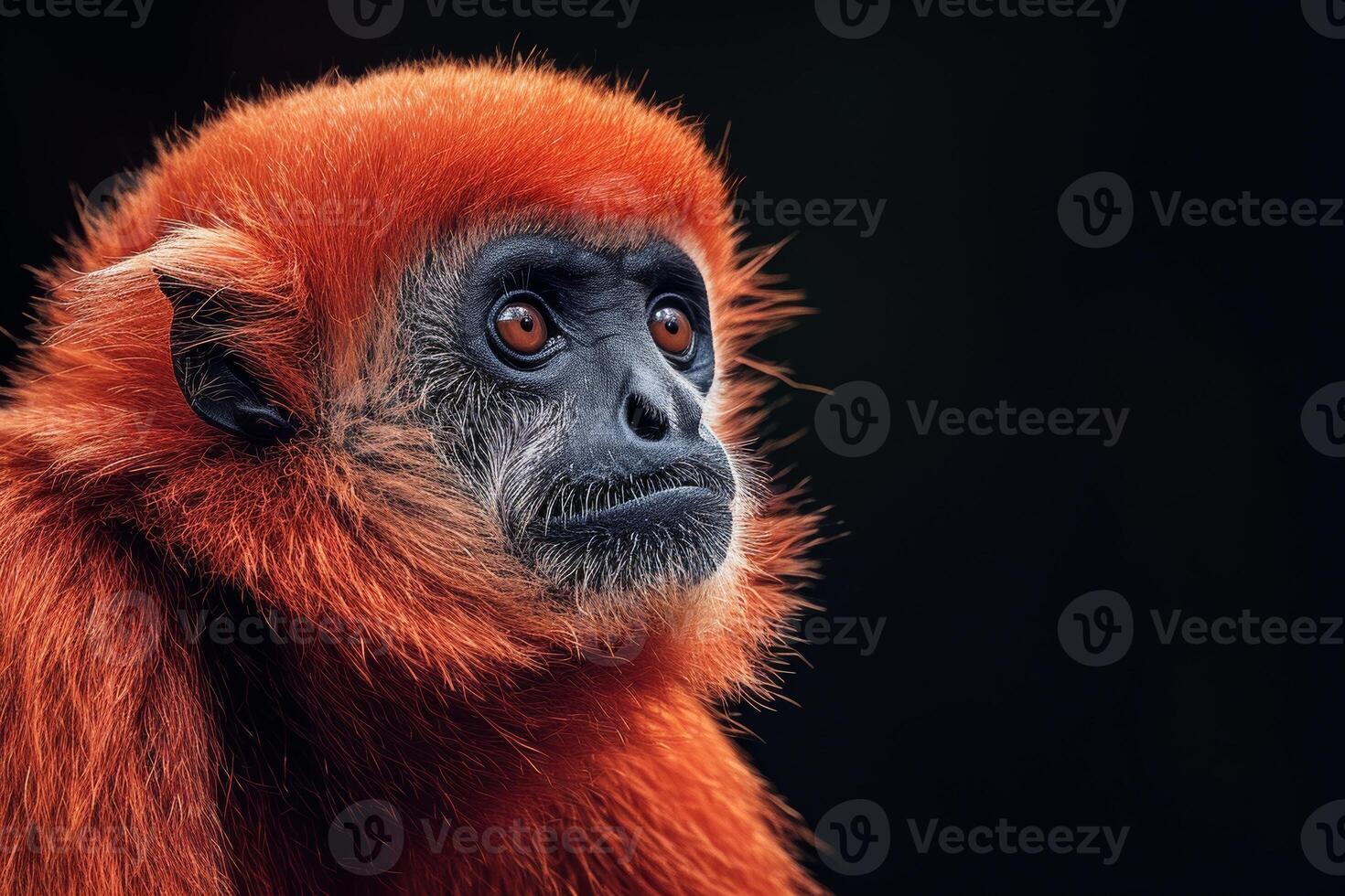 A red monkey with a black background photo