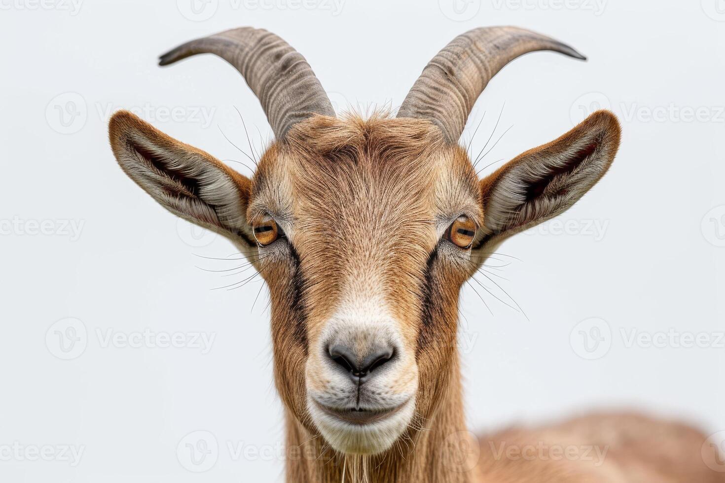 A goat with big horns looking at the camera photo