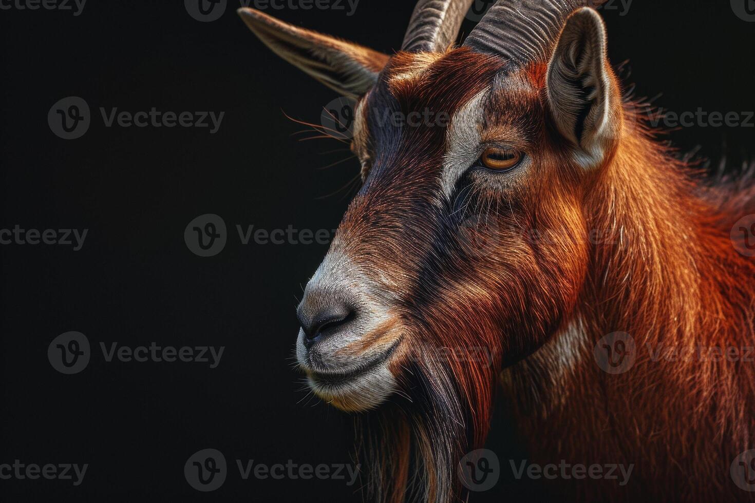 Portrait of a red mountain goat on black background photo