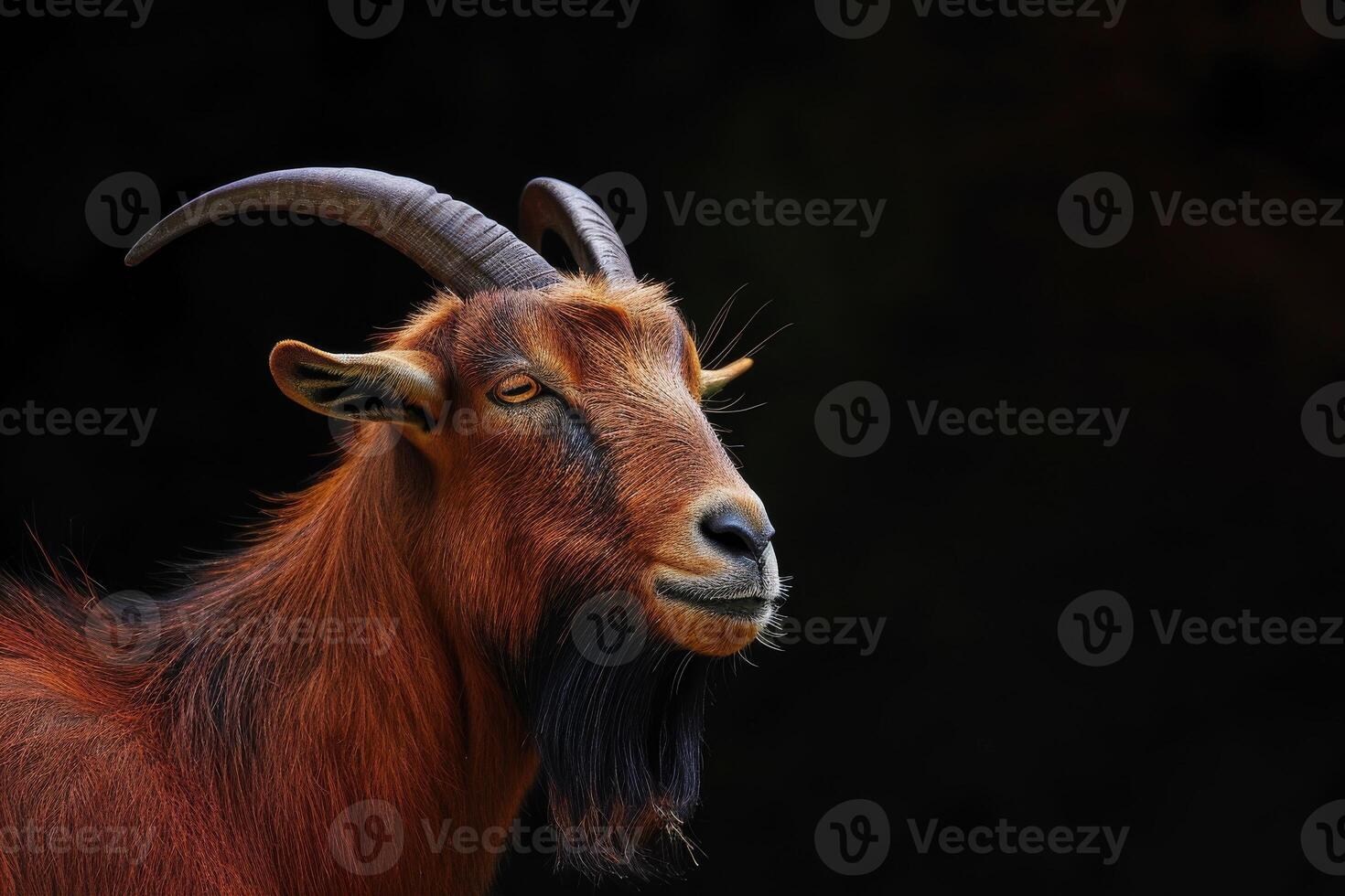 A goat with long horns standing in front of a dark background photo