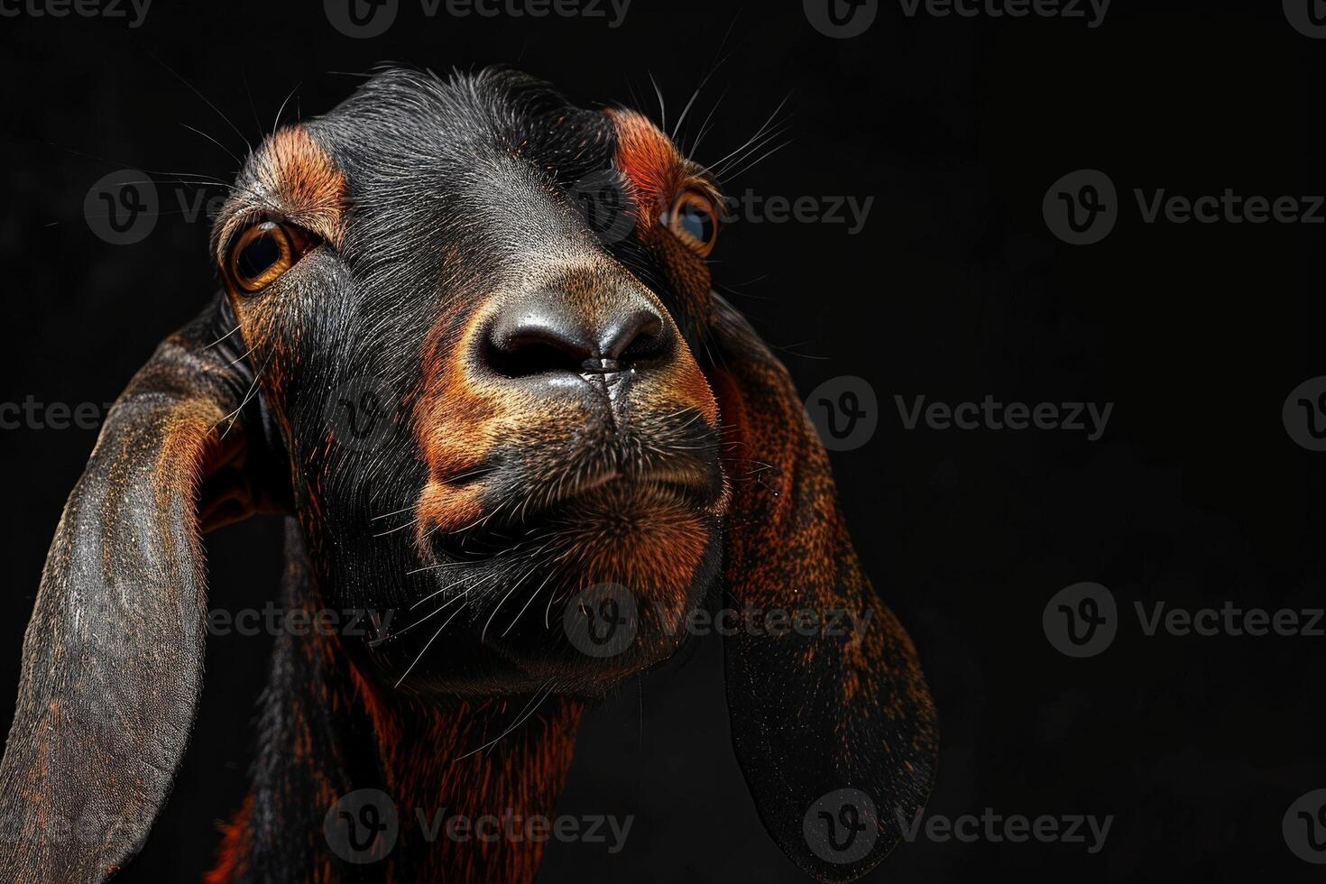 A goat with a black face and brown eyes photo