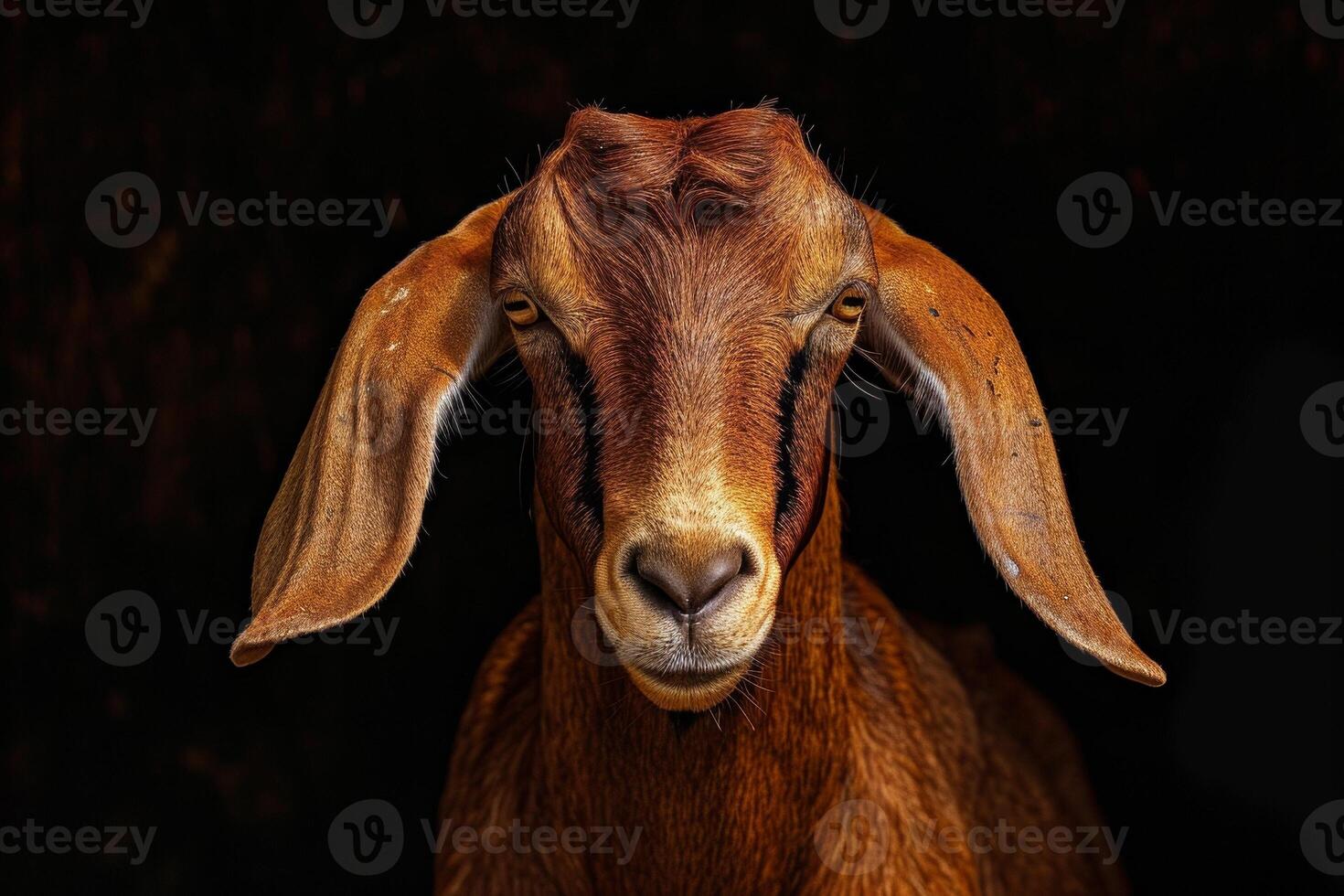 A goat with big ears and a dark background photo