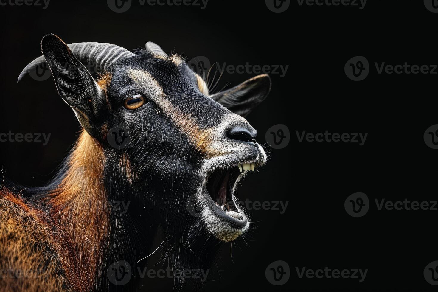A goat with its mouth open on a black background photo
