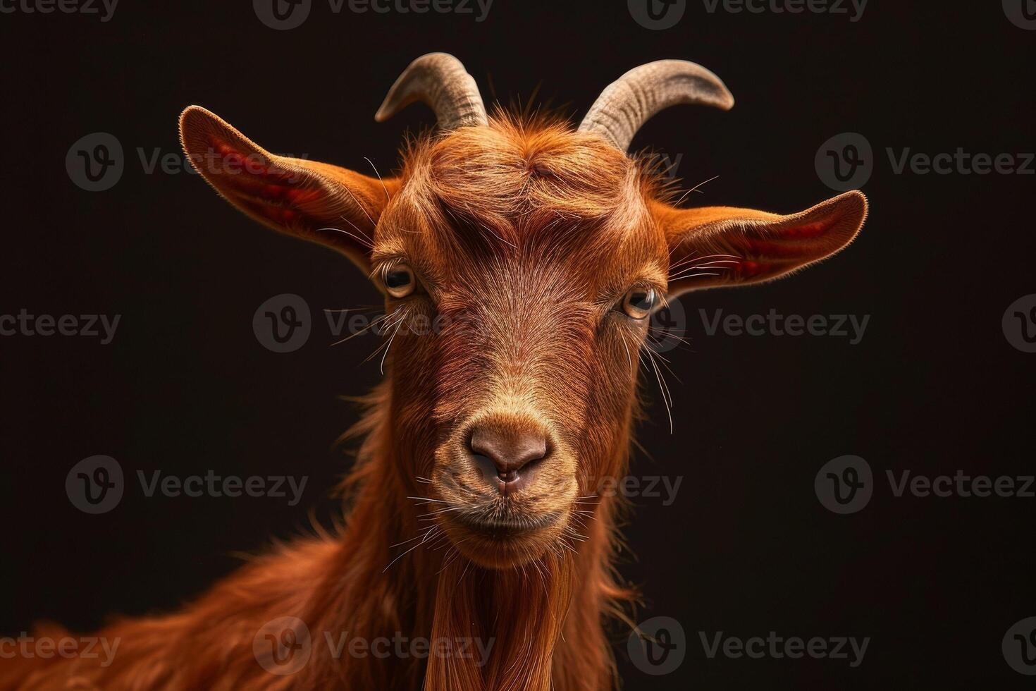 A goat with long horns on a black background photo