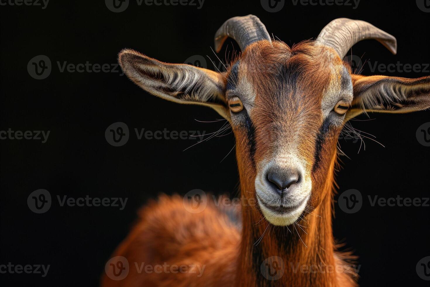 A goat with long horns on a black background photo