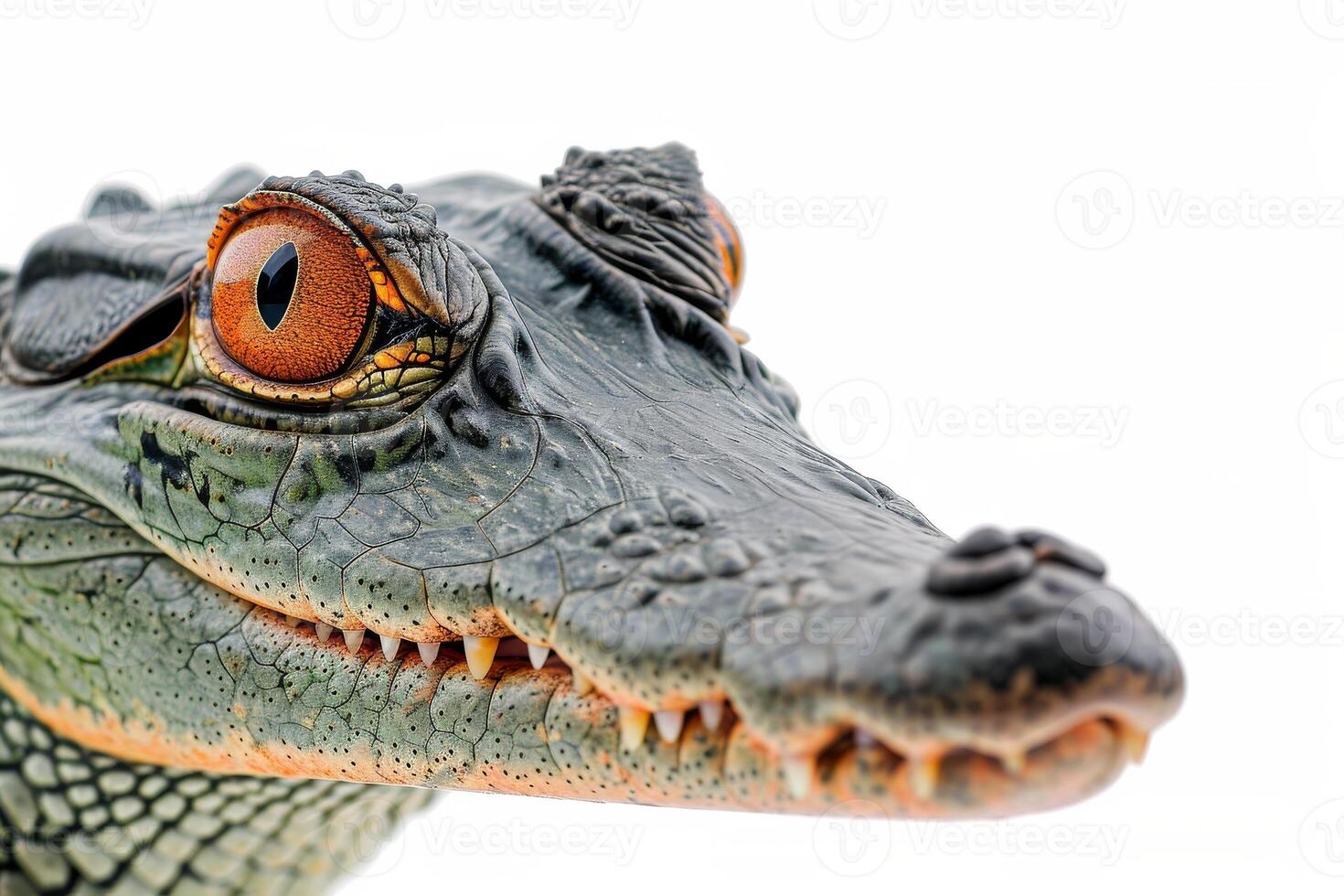 A close up of a crocodile's head photo
