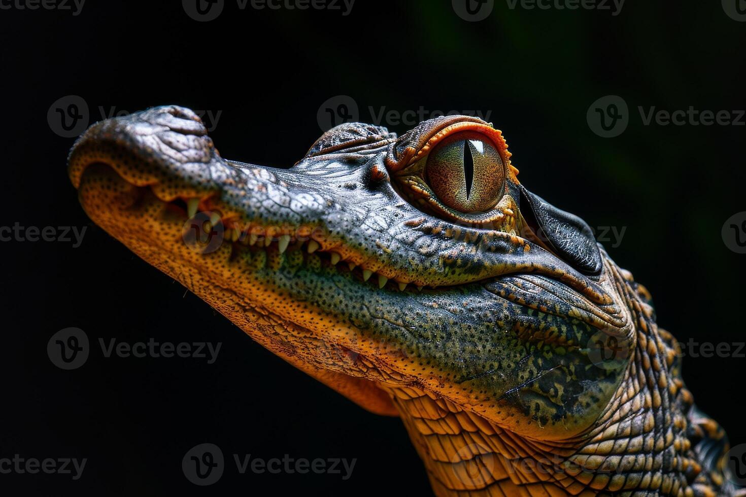 A close up of a crocodile's head photo