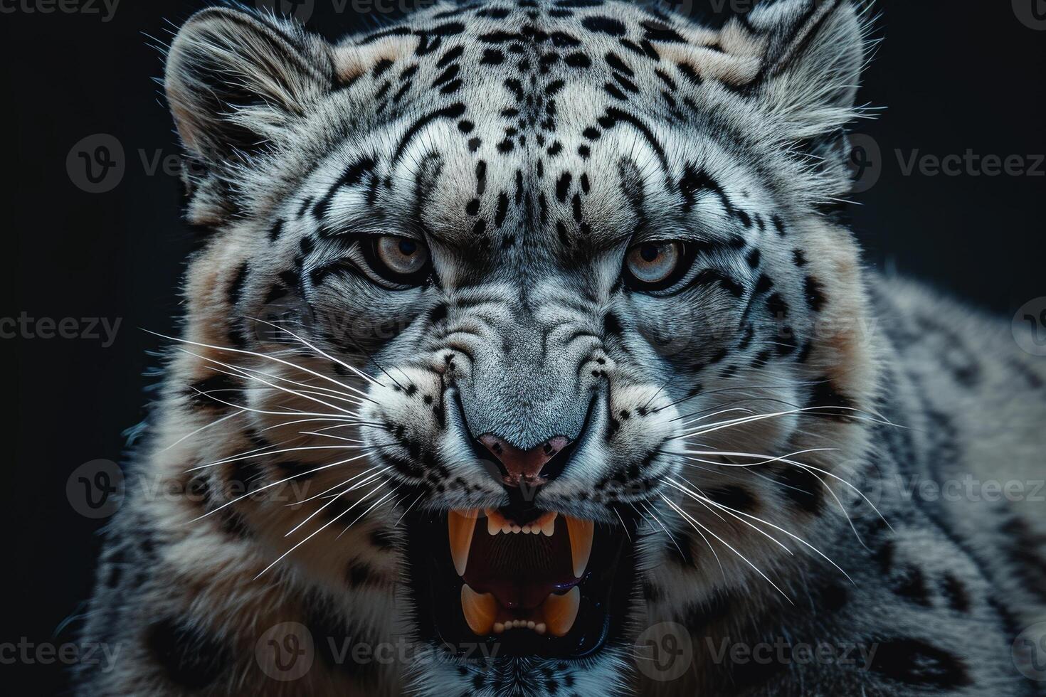 A snow leopard with its mouth open photo