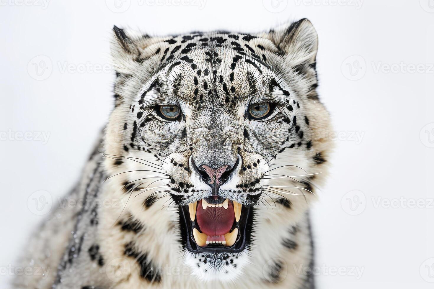 A snow leopard with its mouth open photo
