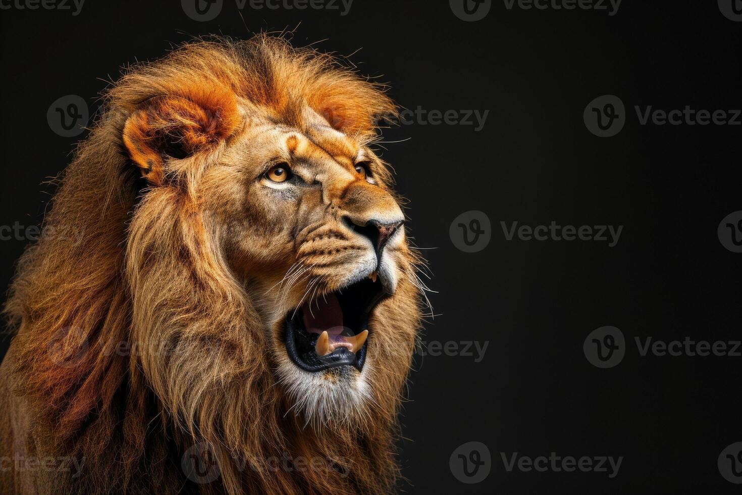 Lion roaring on black background photo