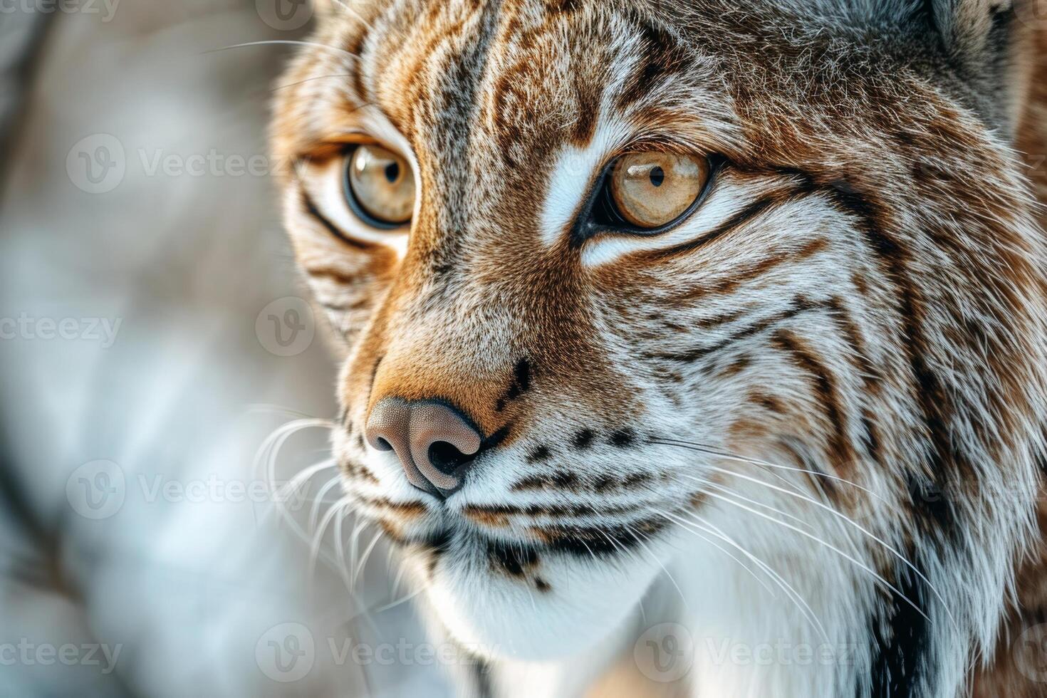 A close up of a lynx looking into the distance photo