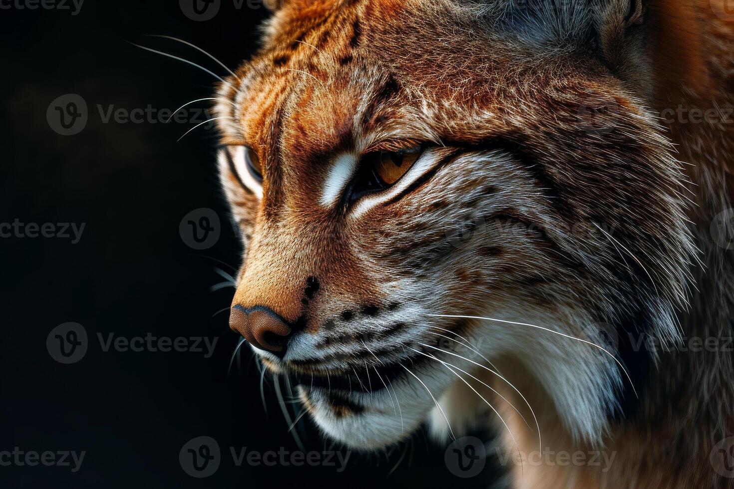 A close up of a lynx looking to the side photo
