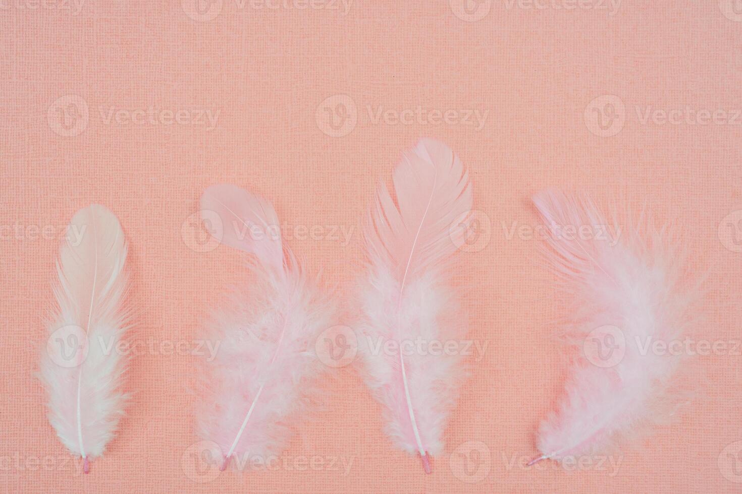 White bird feathers on an abstract pink background. Holiday valentine's day greeting card. photo