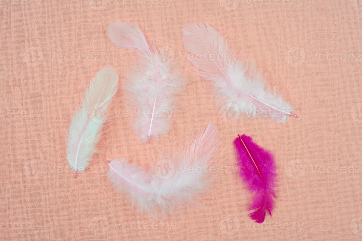 White bird feathers on an abstract pink background. Holiday valentine's day greeting card. photo