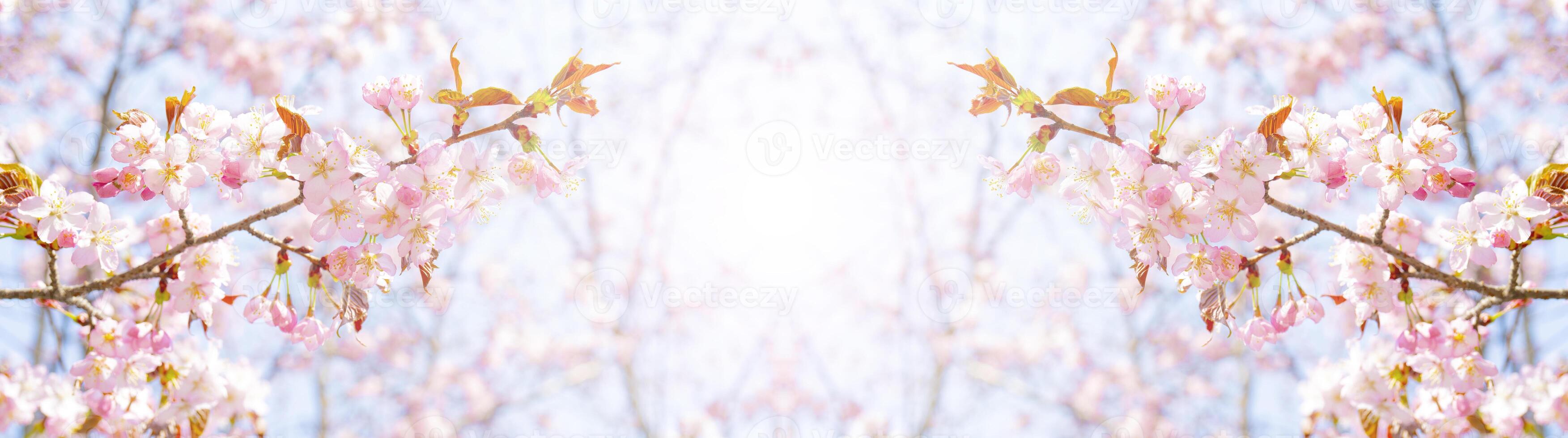 Spring flowering of sakura. Background for a festive wedding greeting card and wedding invitation. photo