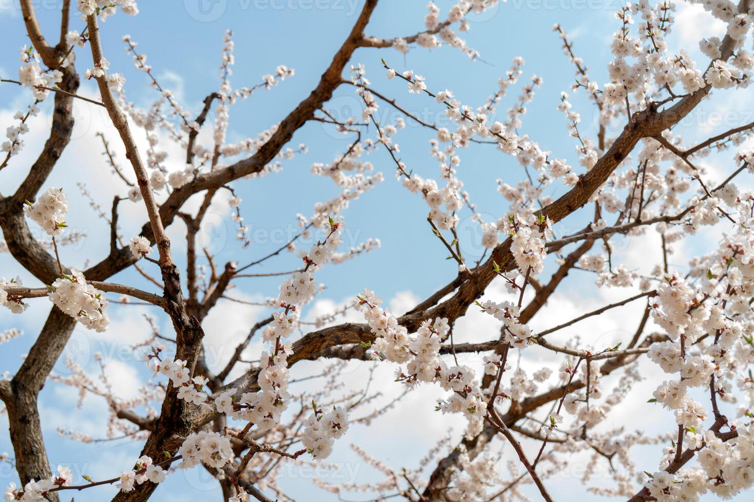 Spring flowering of apricot tree. Background for a festive wedding card and wedding invitation. photo