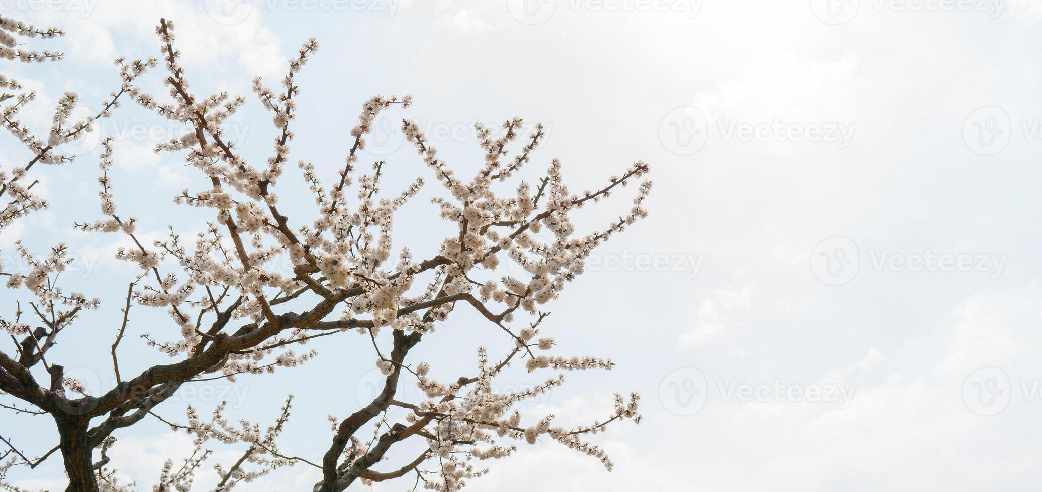 Spring flowering of apricot tree. Background for a festive wedding card and wedding invitation. photo