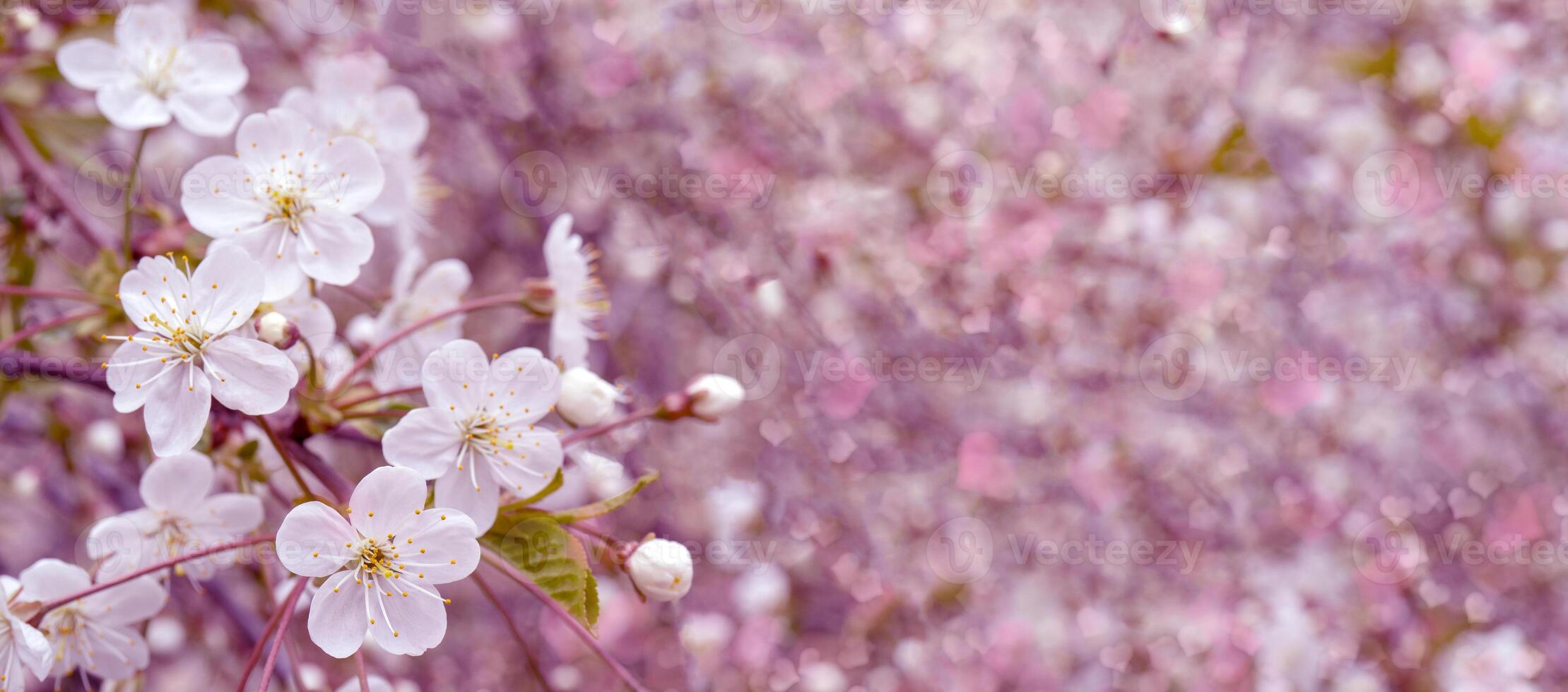 Spring flowering cherry. Background for greeting card, invitation for wedding and engagement. photo