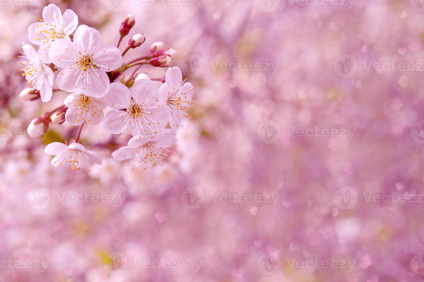 Spring flowering cherry. Background for greeting card, invitation for wedding and engagement. photo