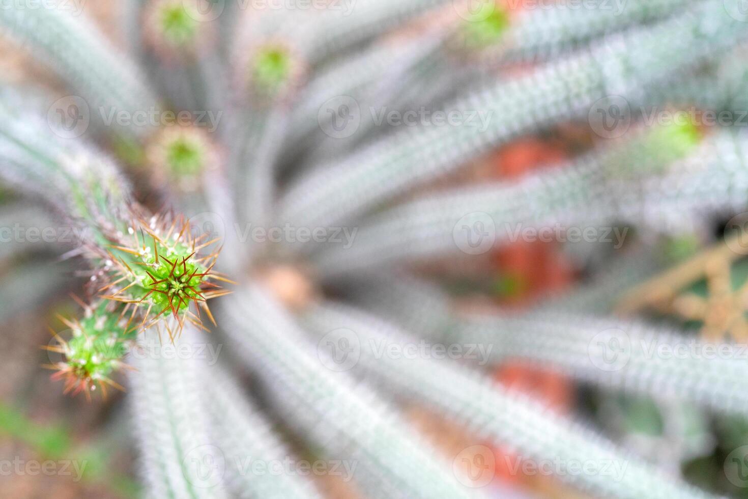 Decorative green cacti with sharp spines. photo