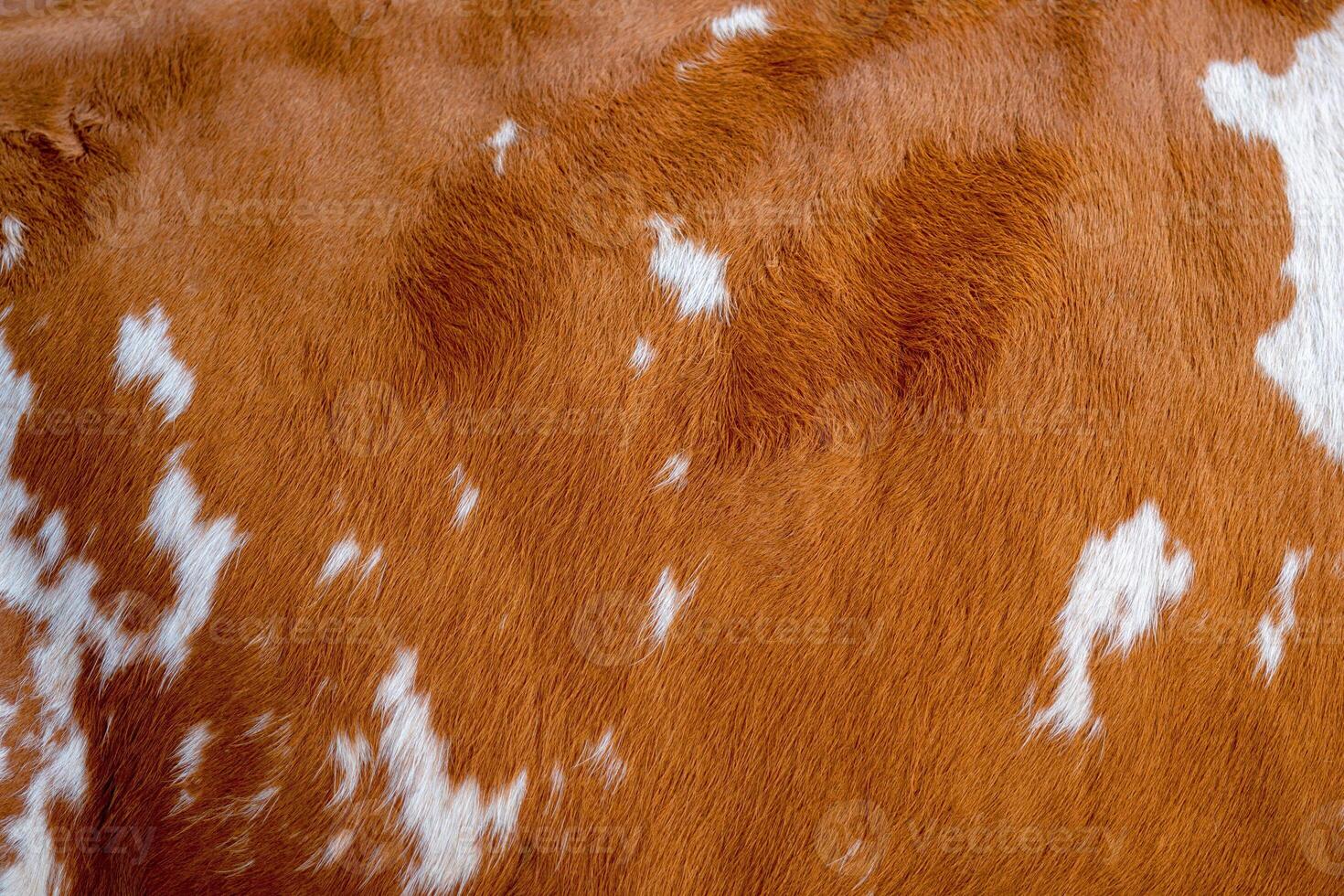 Texture of brown Cow Coat. Fragment. White and brown spots. photo