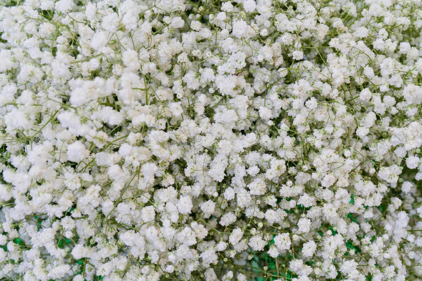 Small beautiful decorative flowers. Floral background. photo