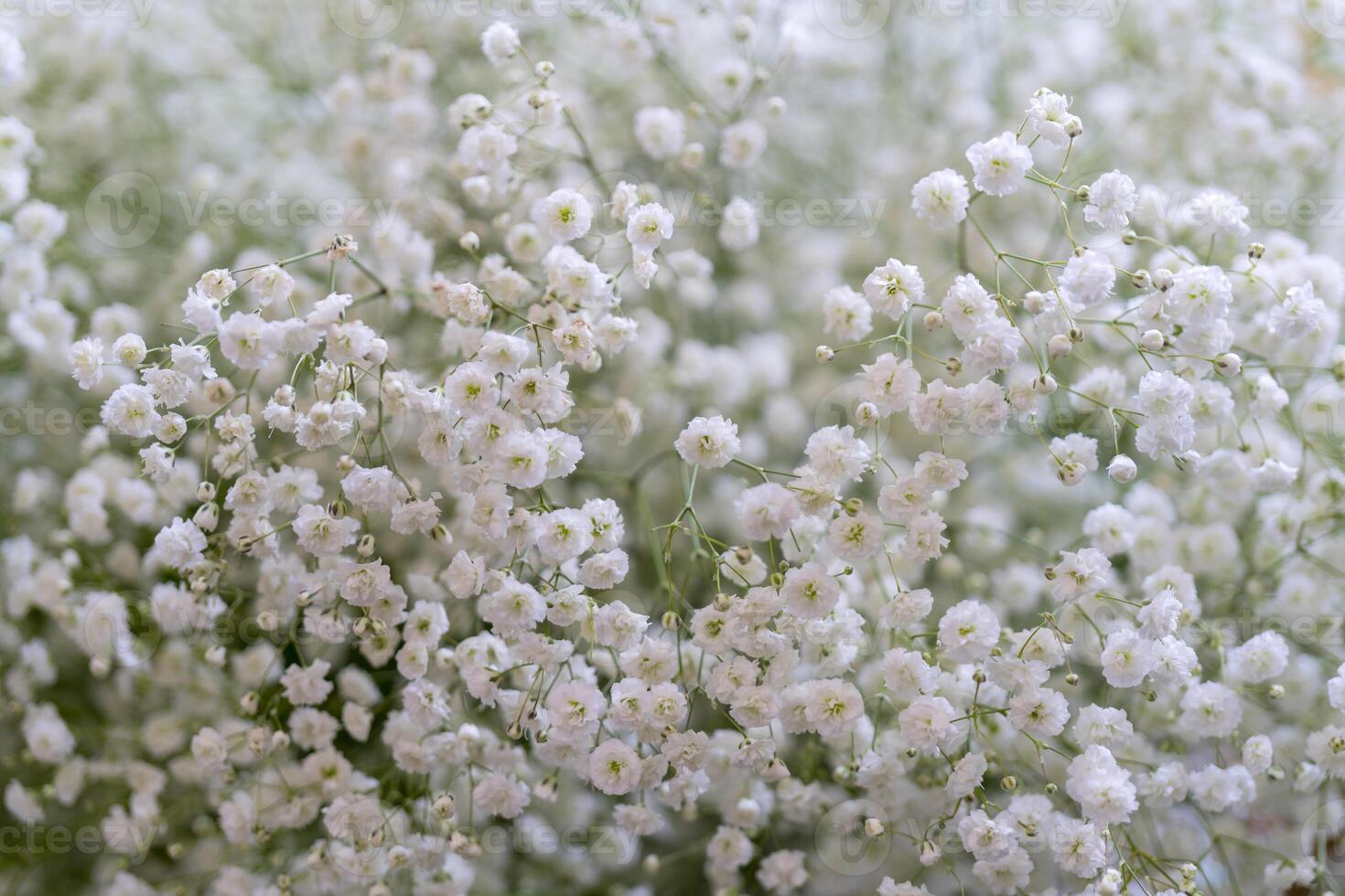 Small beautiful decorative flowers. Floral background. photo