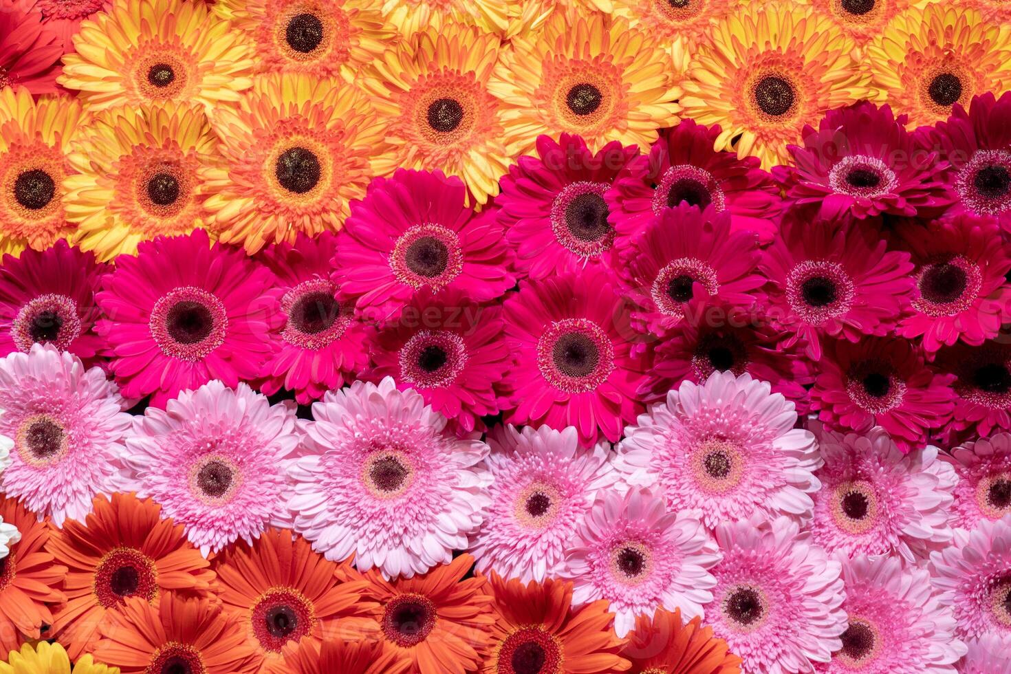 Gerbera flower spattern. photo