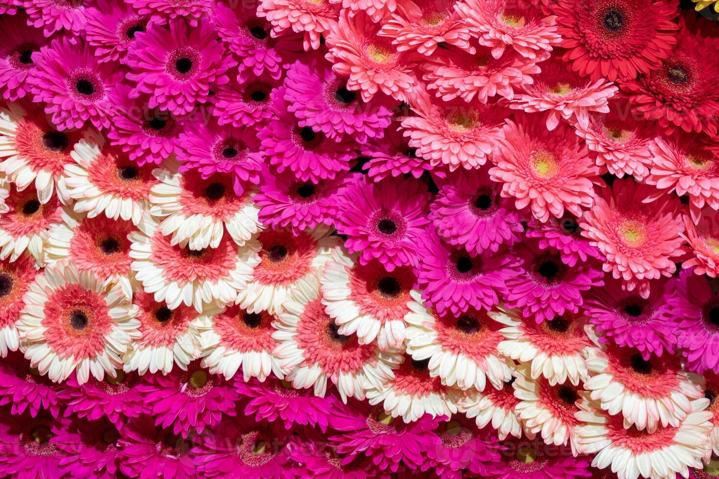 Gerbera flower spattern. photo